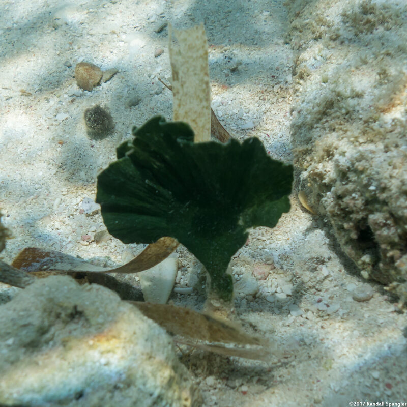 Udotea sp.1 (Mermaid's Fan)