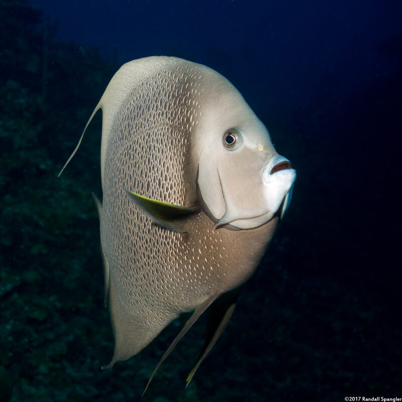 Pomacanthus arcuatus (Gray Angelfish)