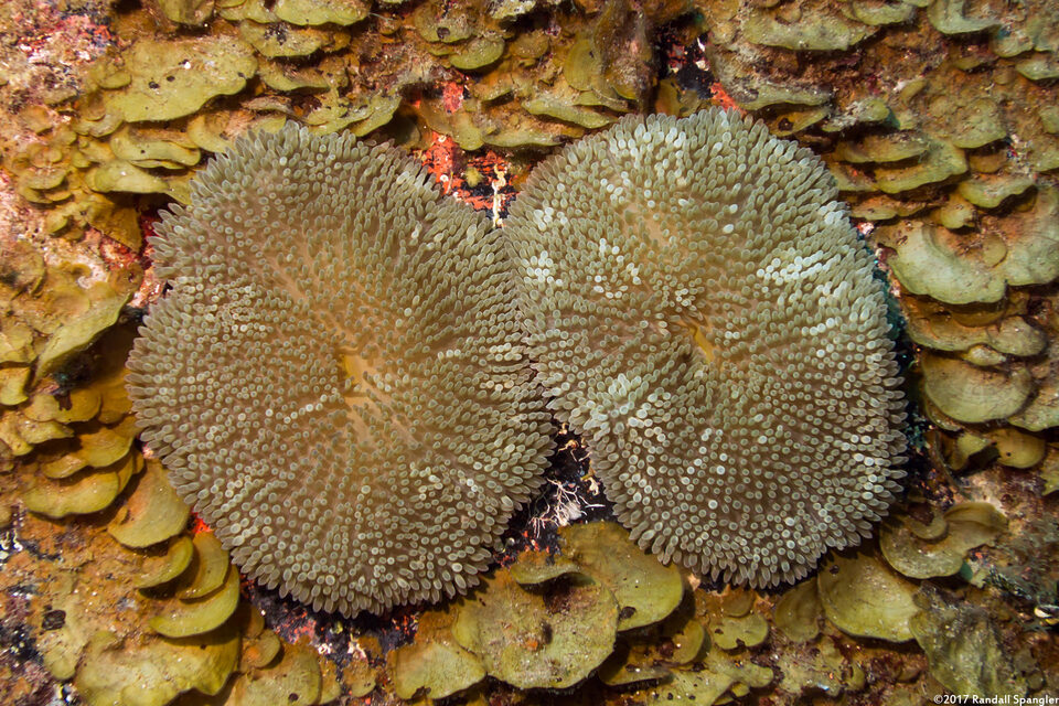 Stichodactyla helianthus (Sun Anemone)