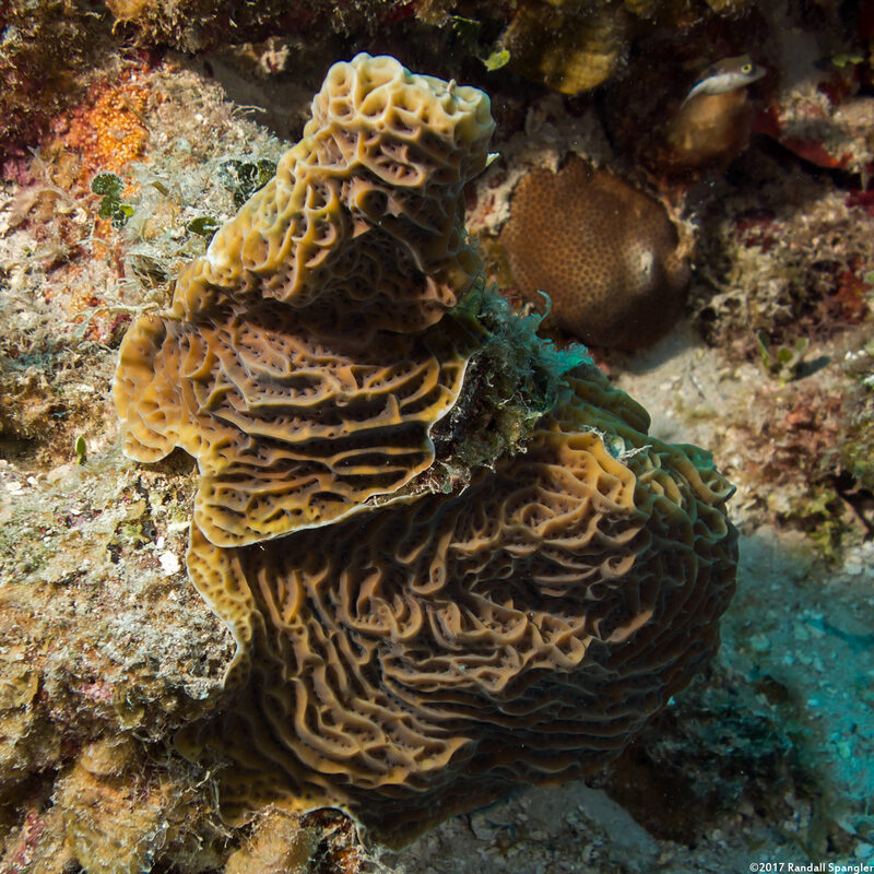 Agaricia grahamae (Dimpled Sheet Coral)