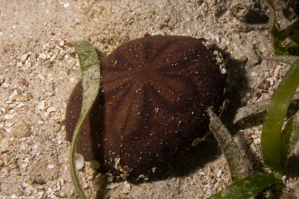Clypeaster rosaceus (Inflated Sea Biscuit)
