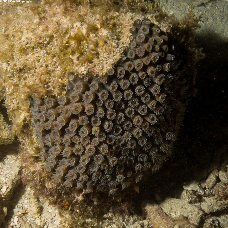 Montastraea cavernosa (Great Star Coral)