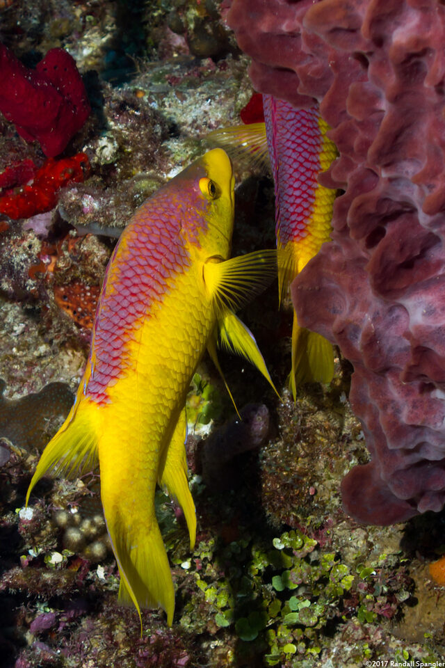 Bodianus rufus (Spanish Hogfish)