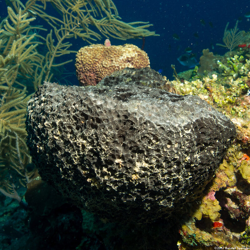 Ircinia strobilina (Black Ball Sponge)
