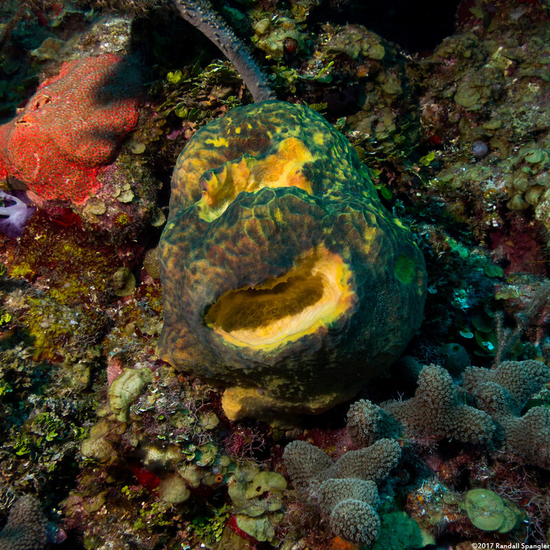 Verongula reiswigi (Verongula Reiswigi); Teenage mutant ninja sponge