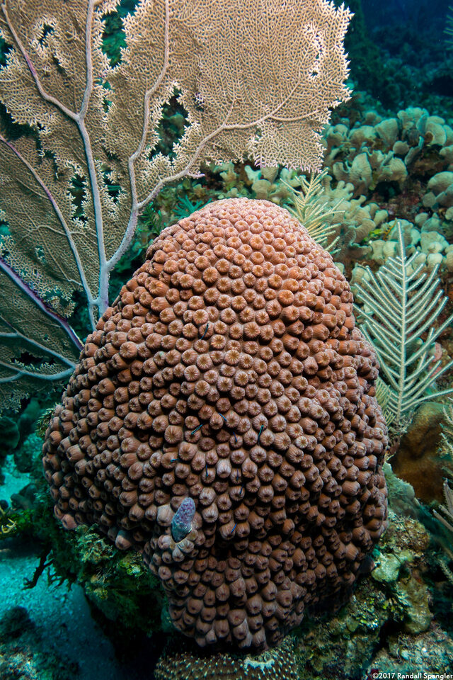 Montastraea cavernosa (Great Star Coral)