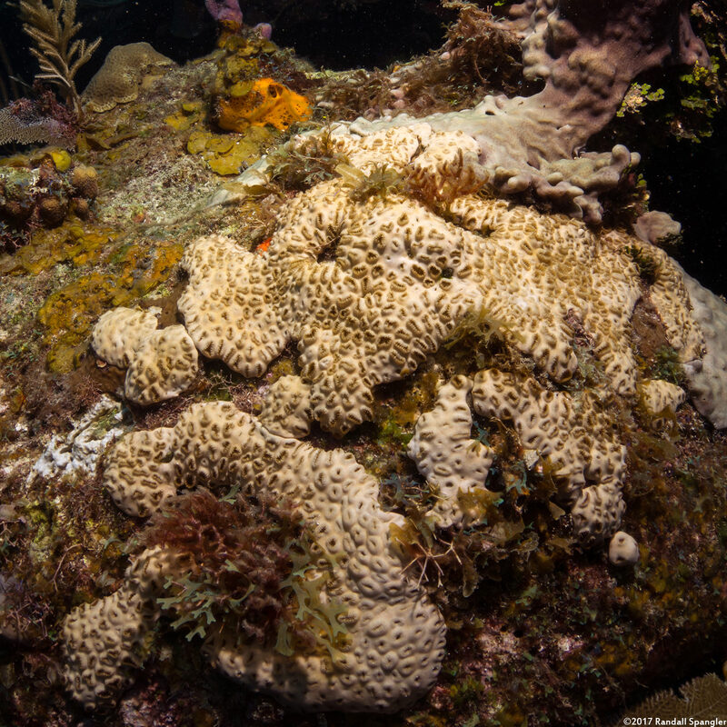 Palythoa caribaeorum (Encrusting Zoanthid)