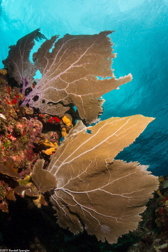 Gorgonia ventalina (Common Sea Fan)