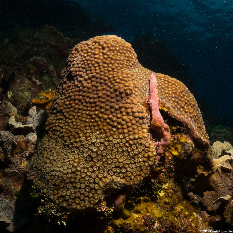 Montastraea cavernosa (Great Star Coral)