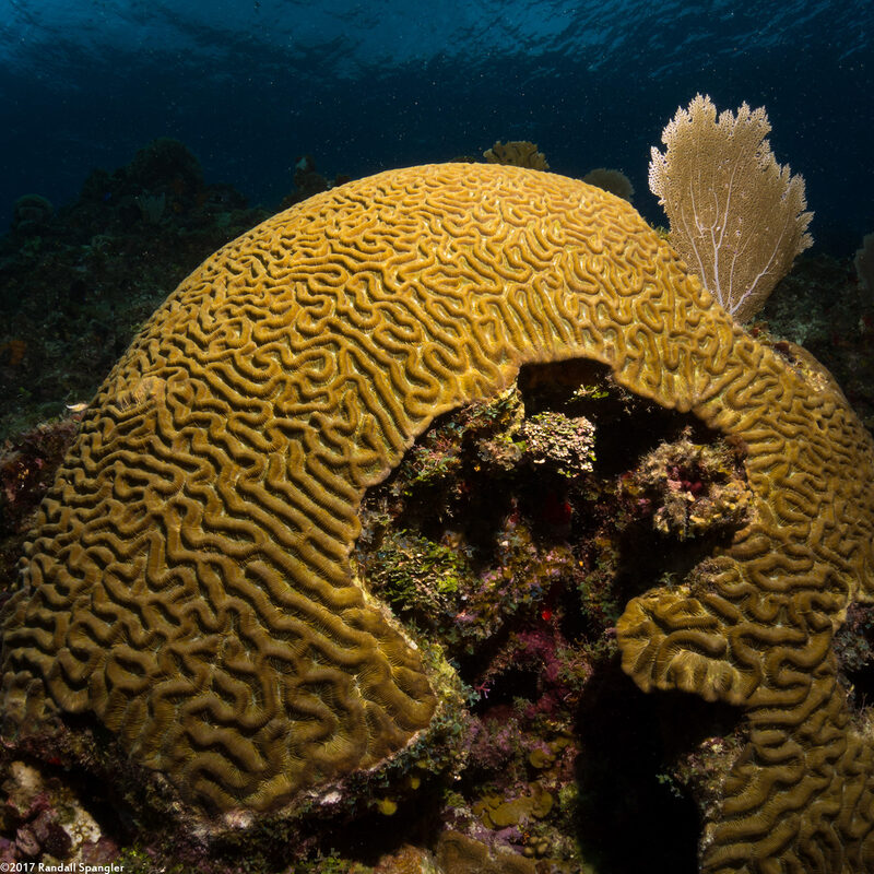 Pseudodiploria strigosa (Symmetrical Brain Coral)