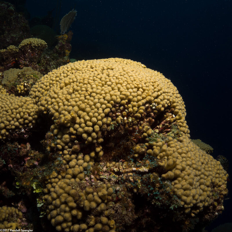 Madracis auretenra (Yellow Pencil Coral)