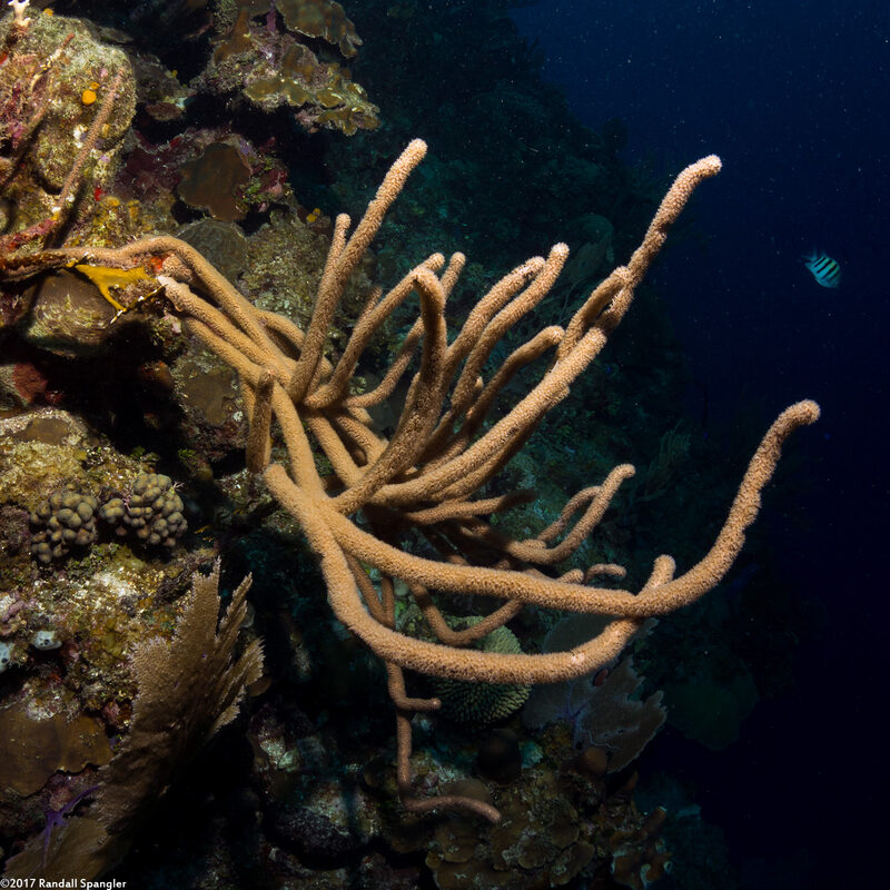 Pseudoplexaura sp.1 (Porous Sea Rod)