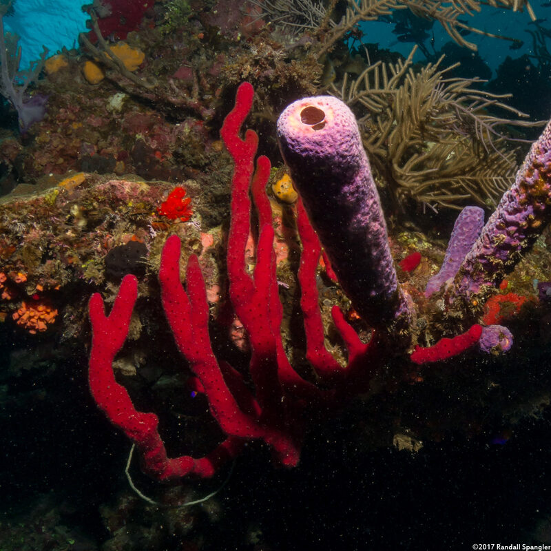 Amphimedon compressa (Erect Rope Sponge)