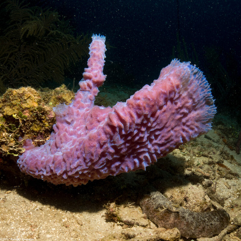 Callyspongia plicifera (Azure Vase Sponge)