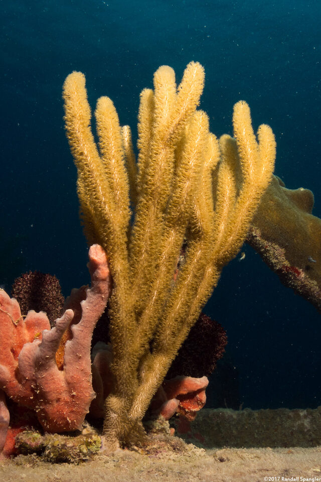 Pseudoplexaura sp.1 (Porous Sea Rod)