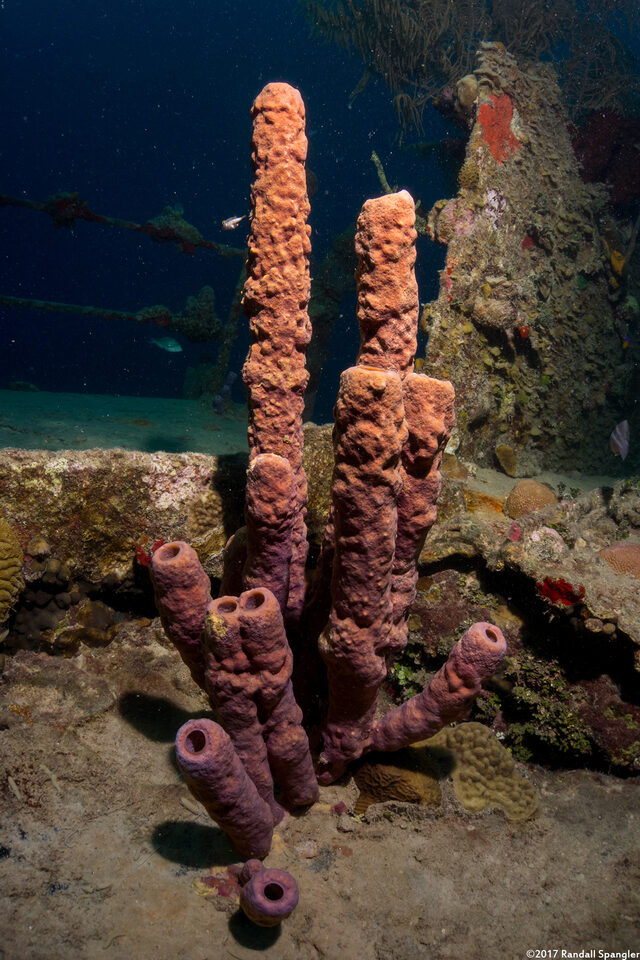 Aplysina archeri (Stovepipe Sponge)
