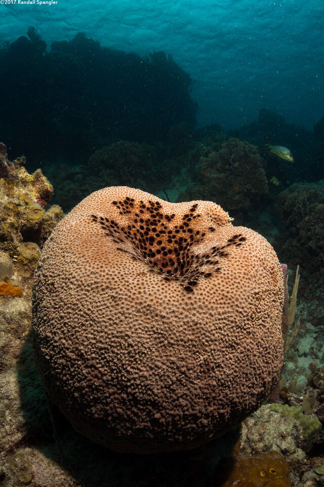 Ircinia strobilina (Black Ball Sponge)