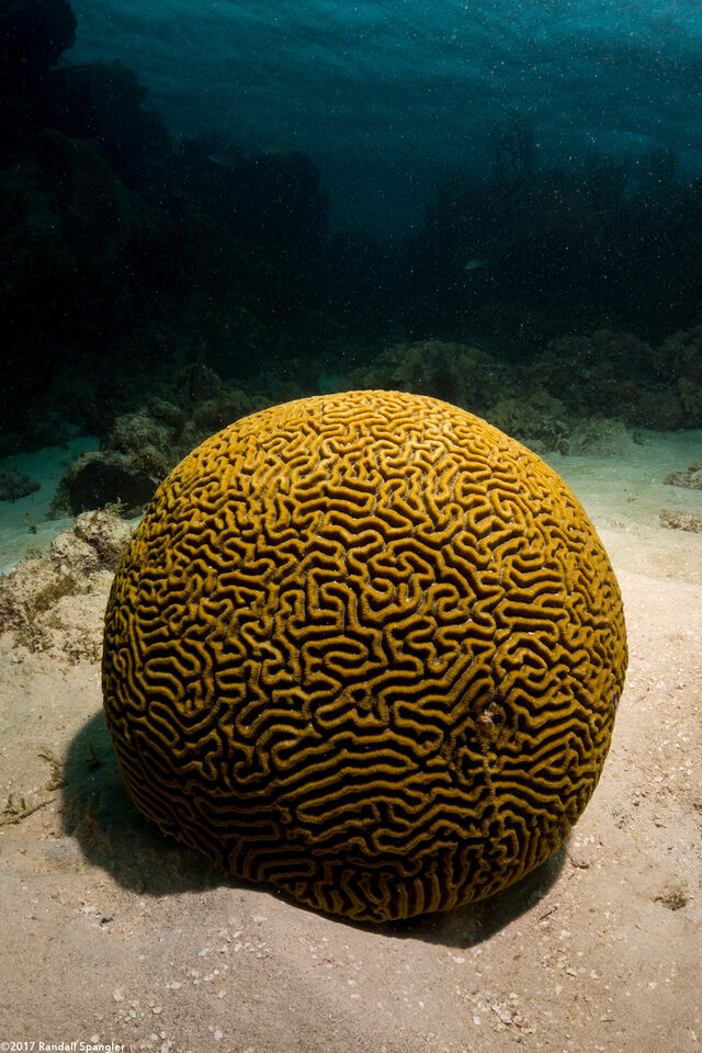 Pseudodiploria strigosa (Symmetrical Brain Coral)