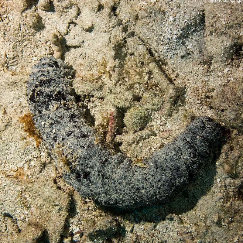 Holothuria mexicana (Donkey Dung Sea Cucumber)