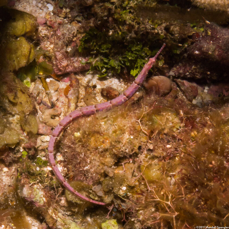 Cosmocampus albirostris (Shortfin Pipefish)