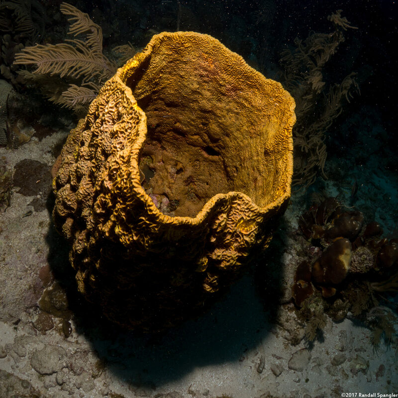 Verongula gigantea (Netted Barrel Sponge)