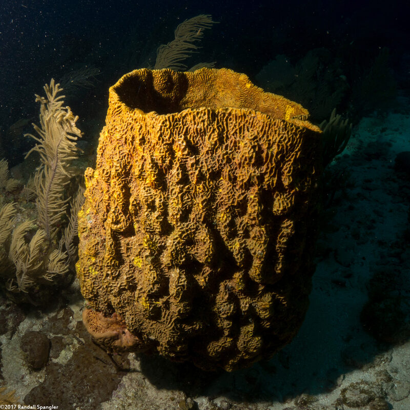 Verongula gigantea (Netted Barrel Sponge)
