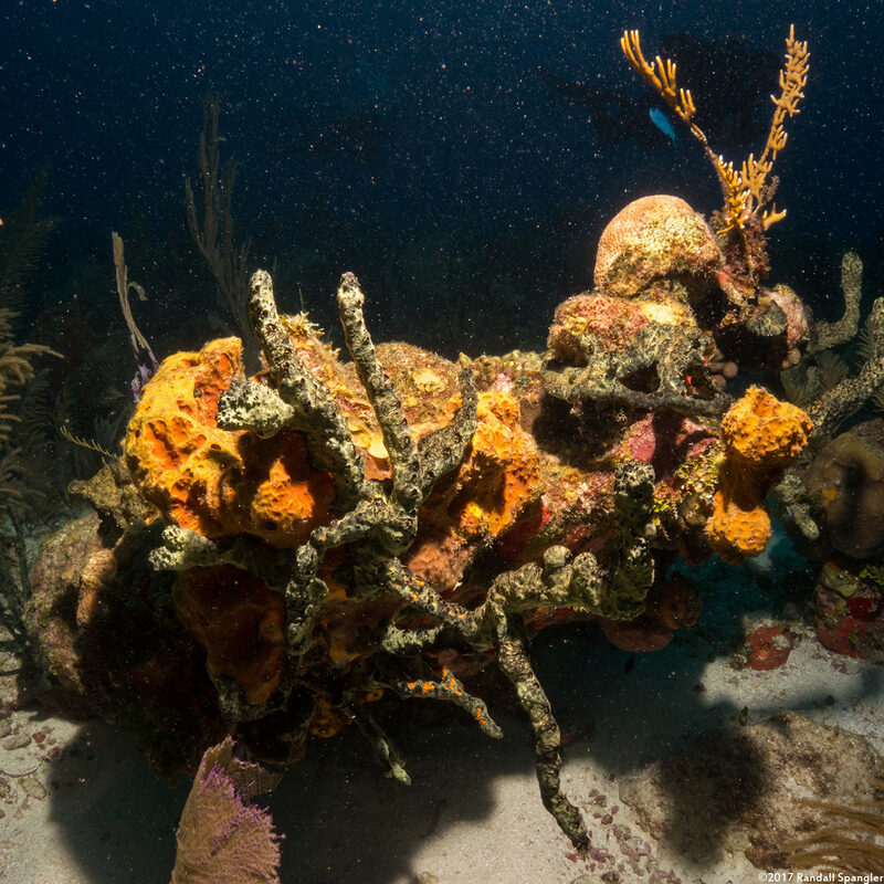 Iotrochota birotulata (Green Finger Sponge)