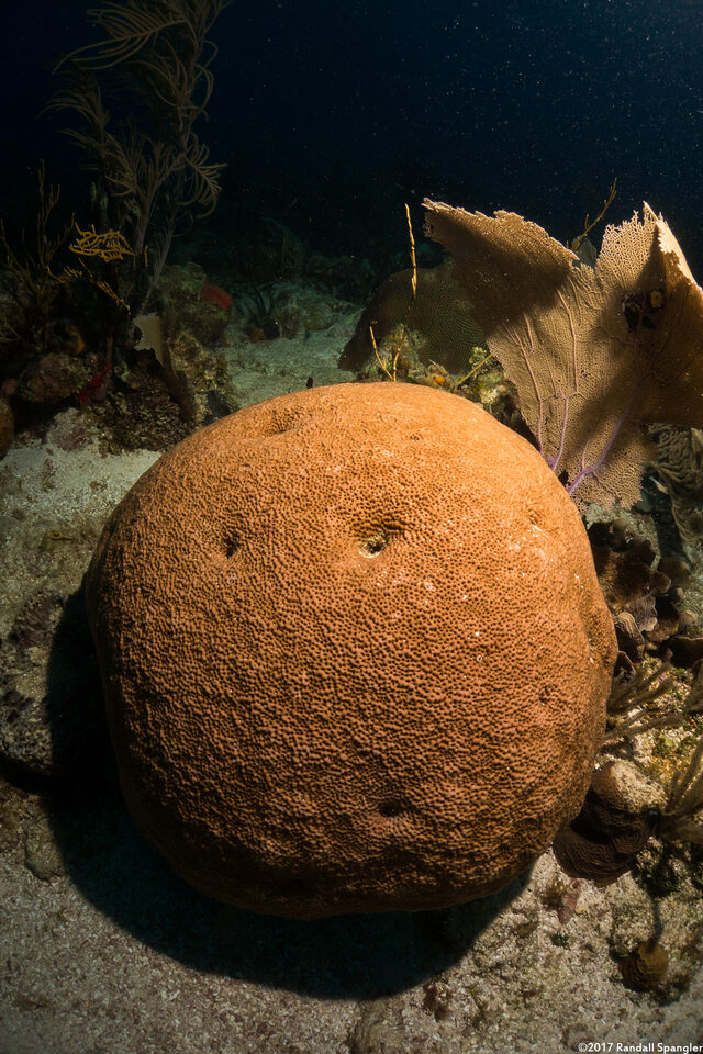 Siderastrea siderea (Massive Starlet Coral)
