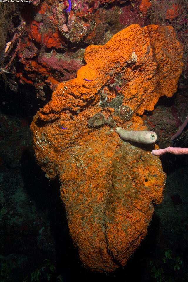 Agelas clathrodes (Orange Elephant Ear Sponge)