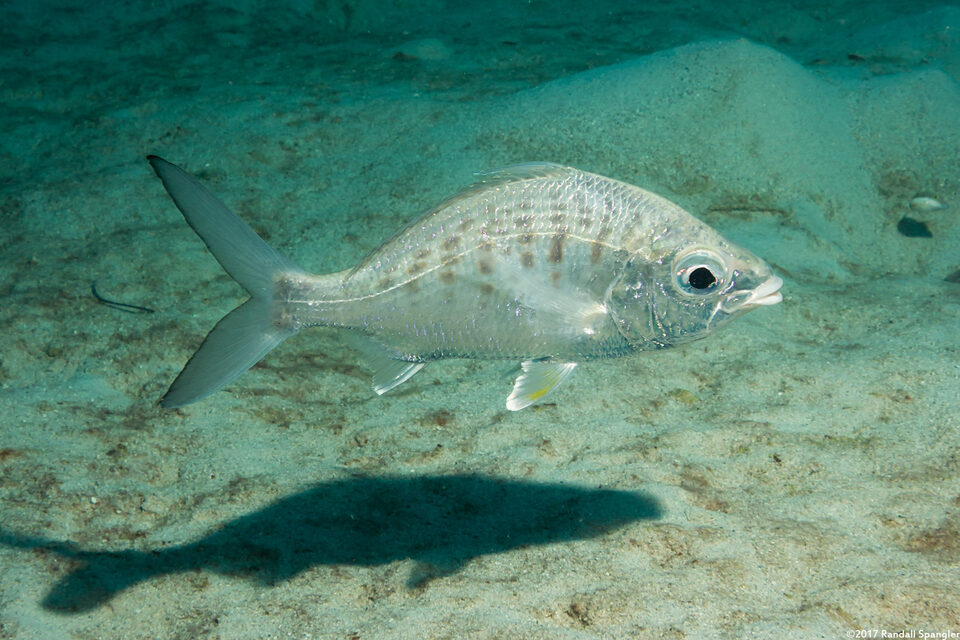 Gerres cinereus (Yellowfin Mojarra)