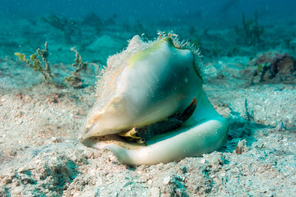 Macrostrombus costatus (Milk Conch)