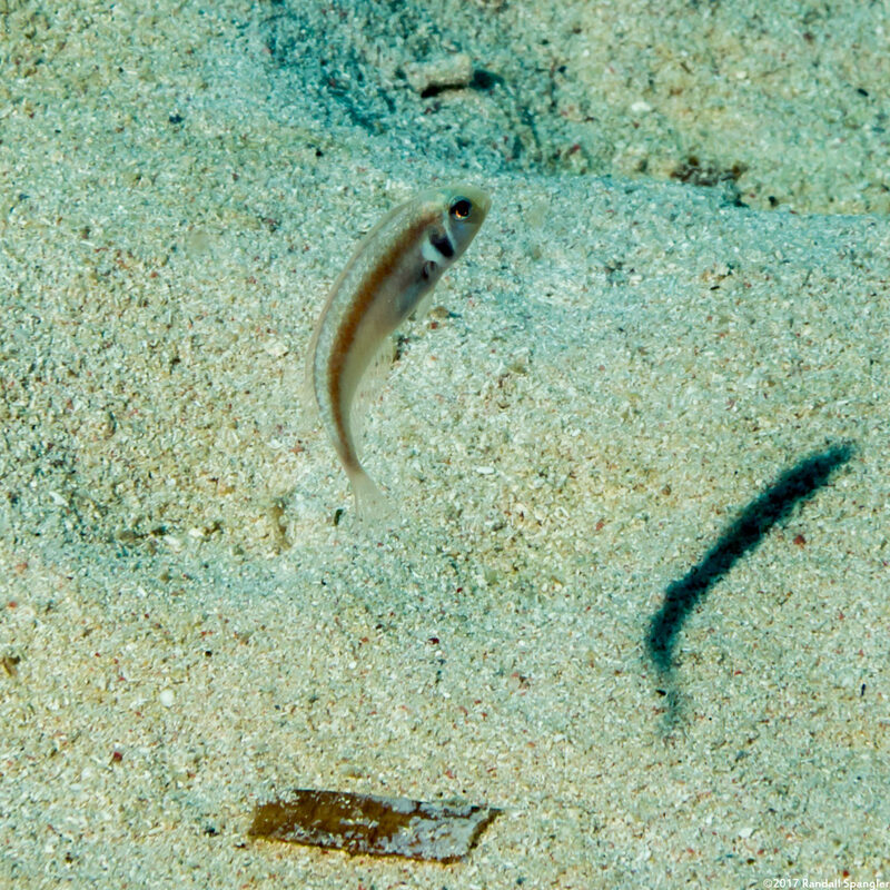 Xyrichtys martinicensis (Rosy Razorfish)