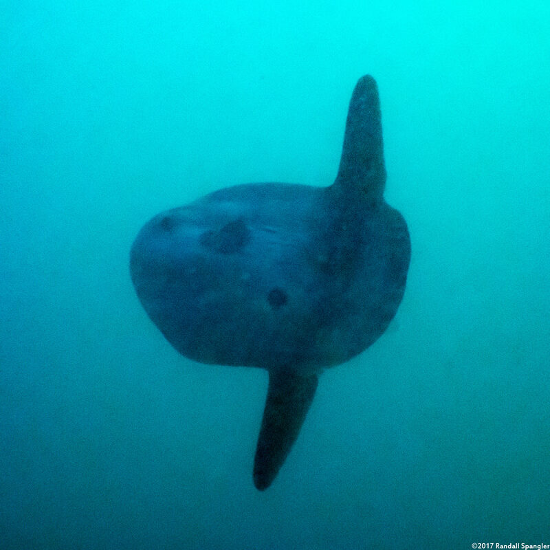 Mola mola (Ocean Sunfish)