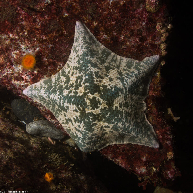Patiria miniata (Bat Star)