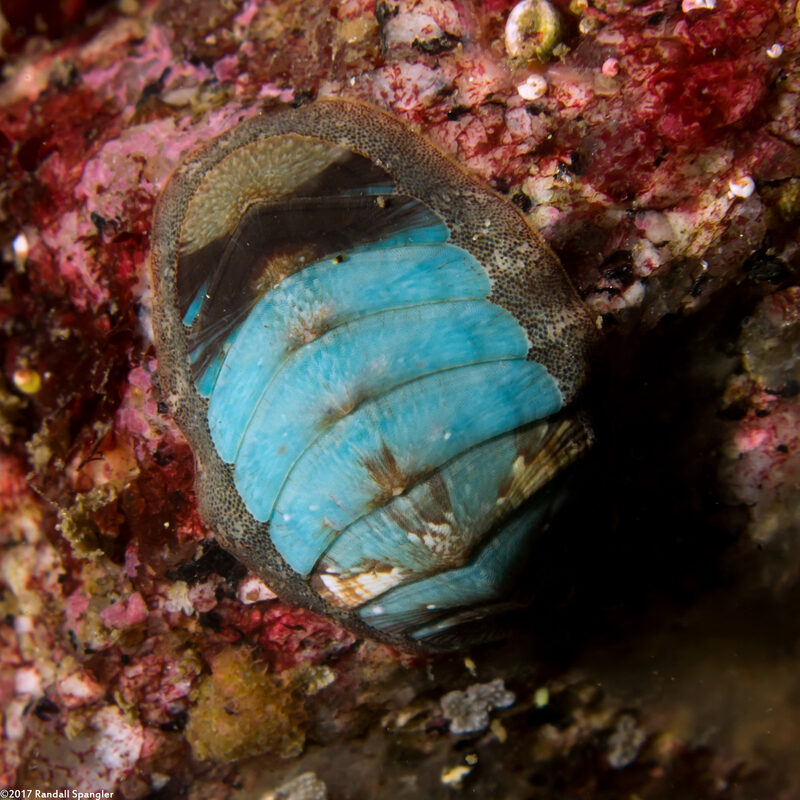 Lepidozona radians (Lepidozona Radians)