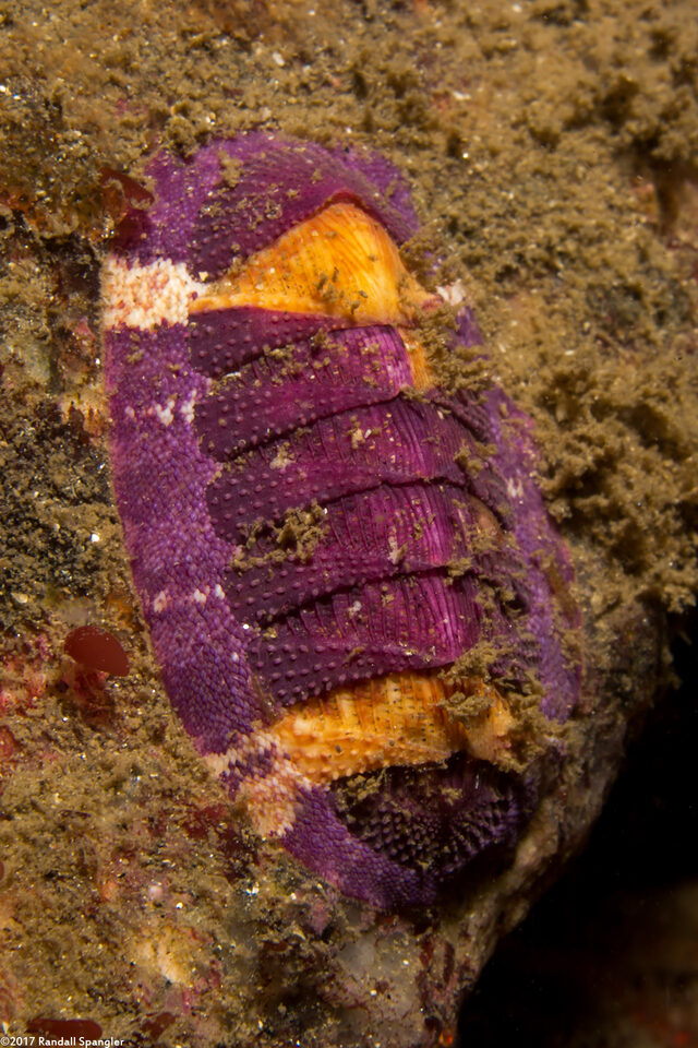 Lepidozona mertensii (Merten's Chiton)
