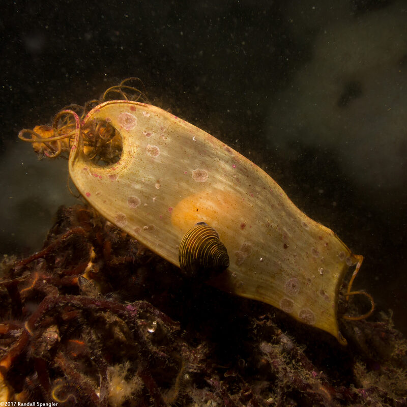 Cephaloscyllium ventriosum (Swell Shark)