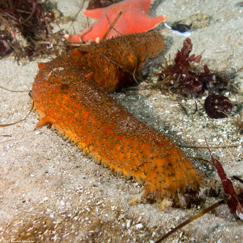 Apostichopus parvimensis (Warty Sea Cucumber)