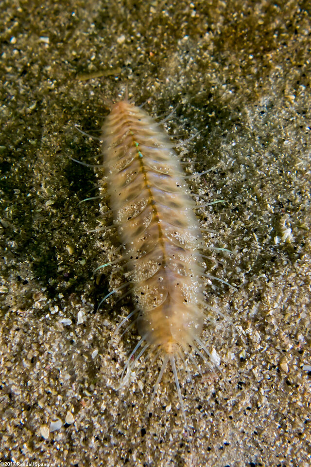 Hesperonoe sp.1 (Hesperonoe sp.1)