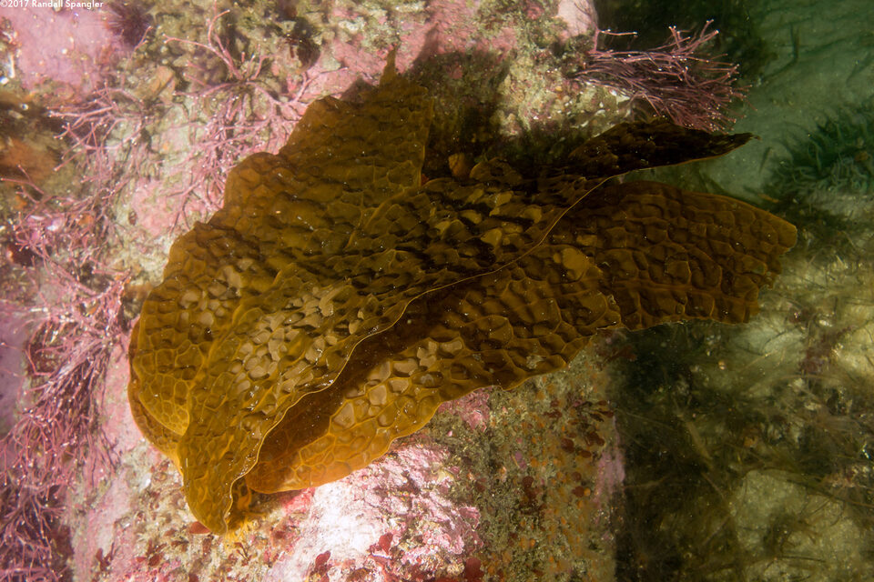 Dictyoneurum californicum (Dictyoneurum Californicum)