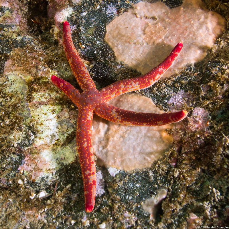 Linckia columbiae (Fragile Star)