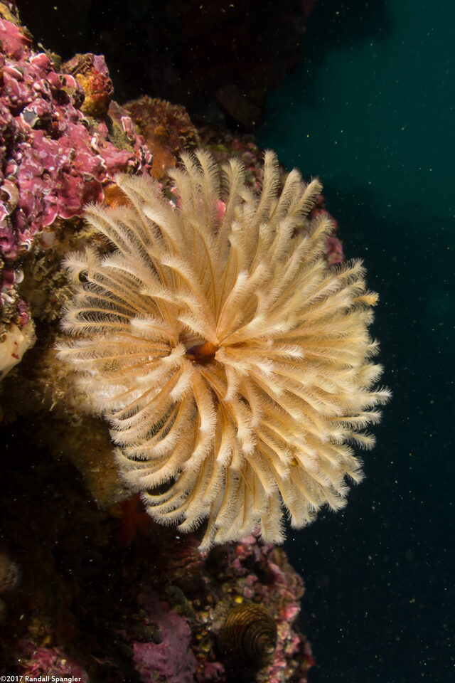 Eudistylia polymorpha (Feather Duster Worm)
