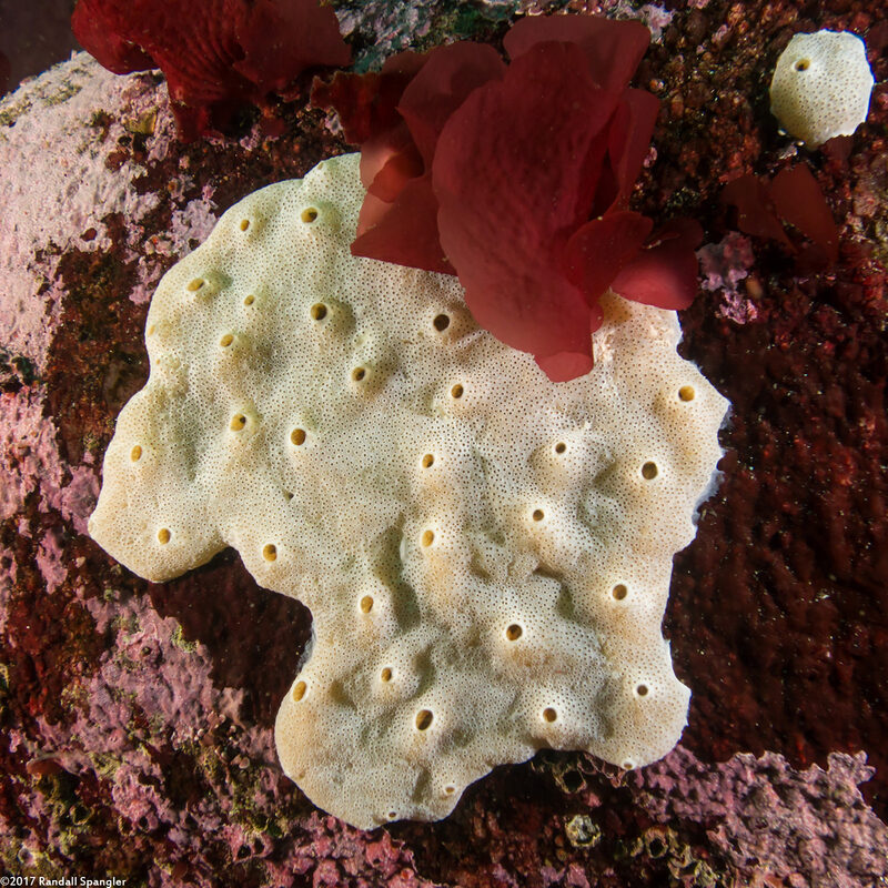 Didemnum sp.4 (Didemnum sp.4)