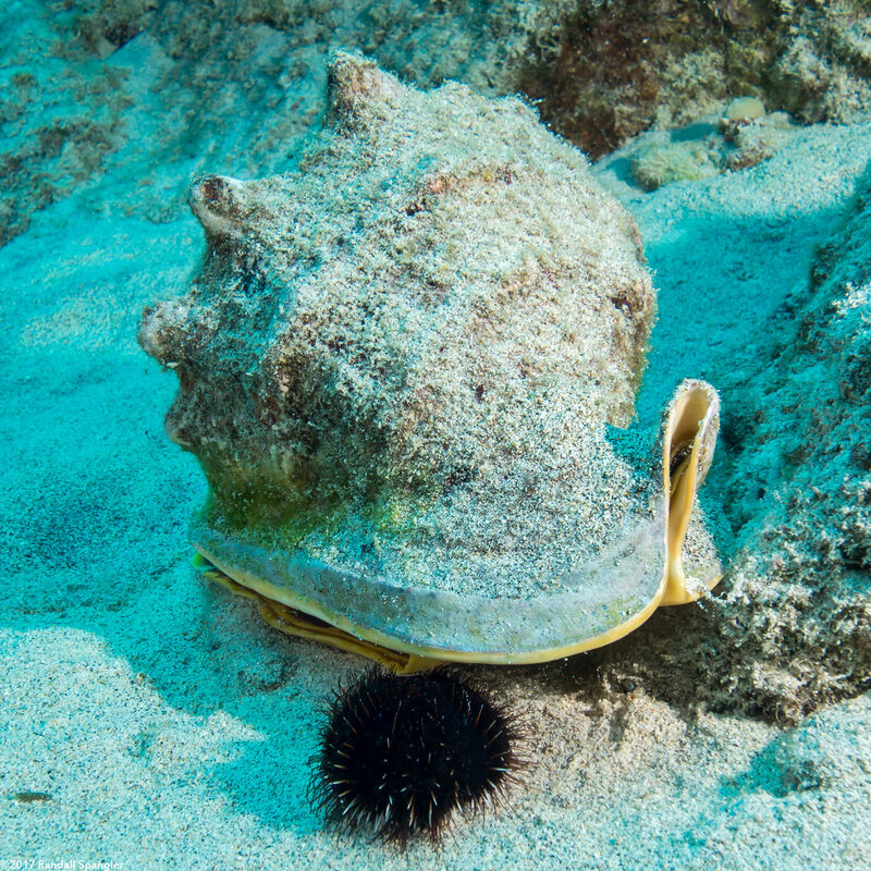 Cassis cornuta (Horned Helmet)