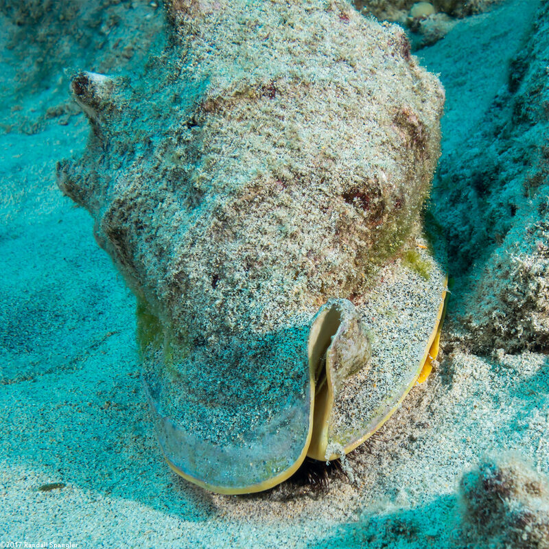 Cassis cornuta (Horned Helmet)
