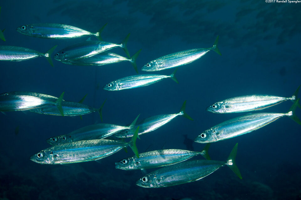 Decapterus macarellus (Mackerel Scad)