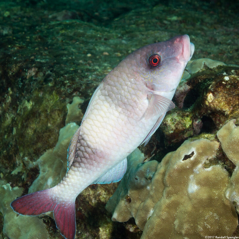 Parupeneus insularis (Island Goatfish)