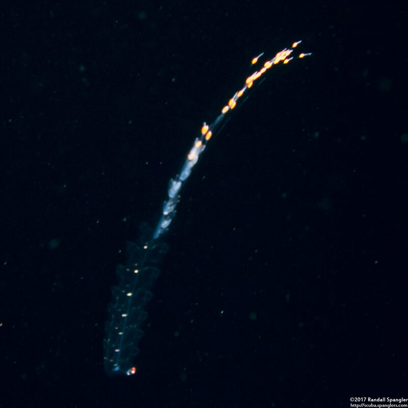 Forskalia s.1 (Forskalia sp.1)