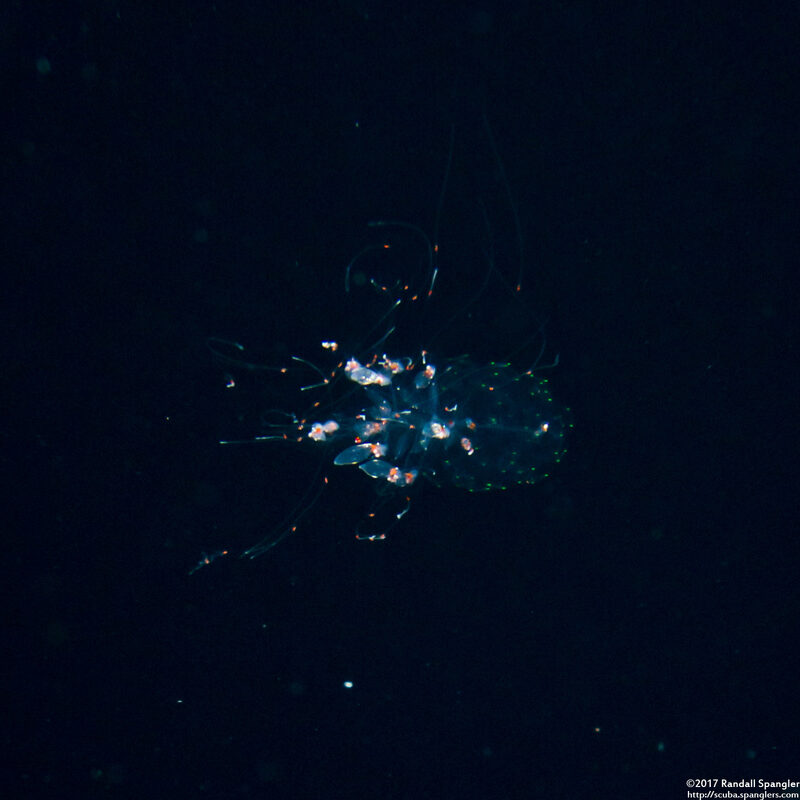 Forskalia s.1 (Forskalia sp.1)