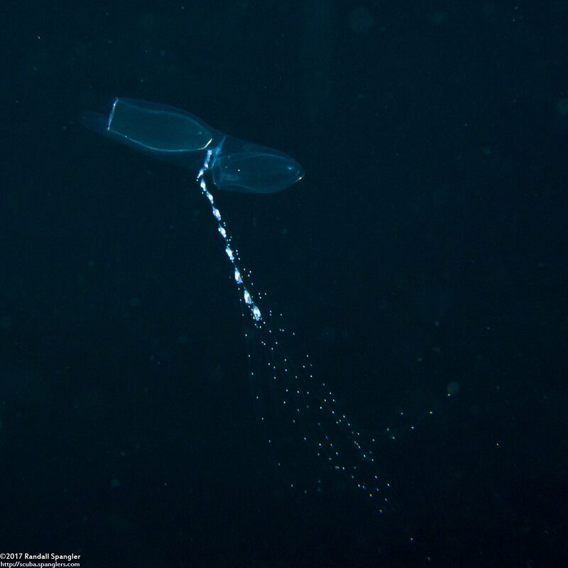 Chelophyes sp.1 (Chelophyes sp.1)